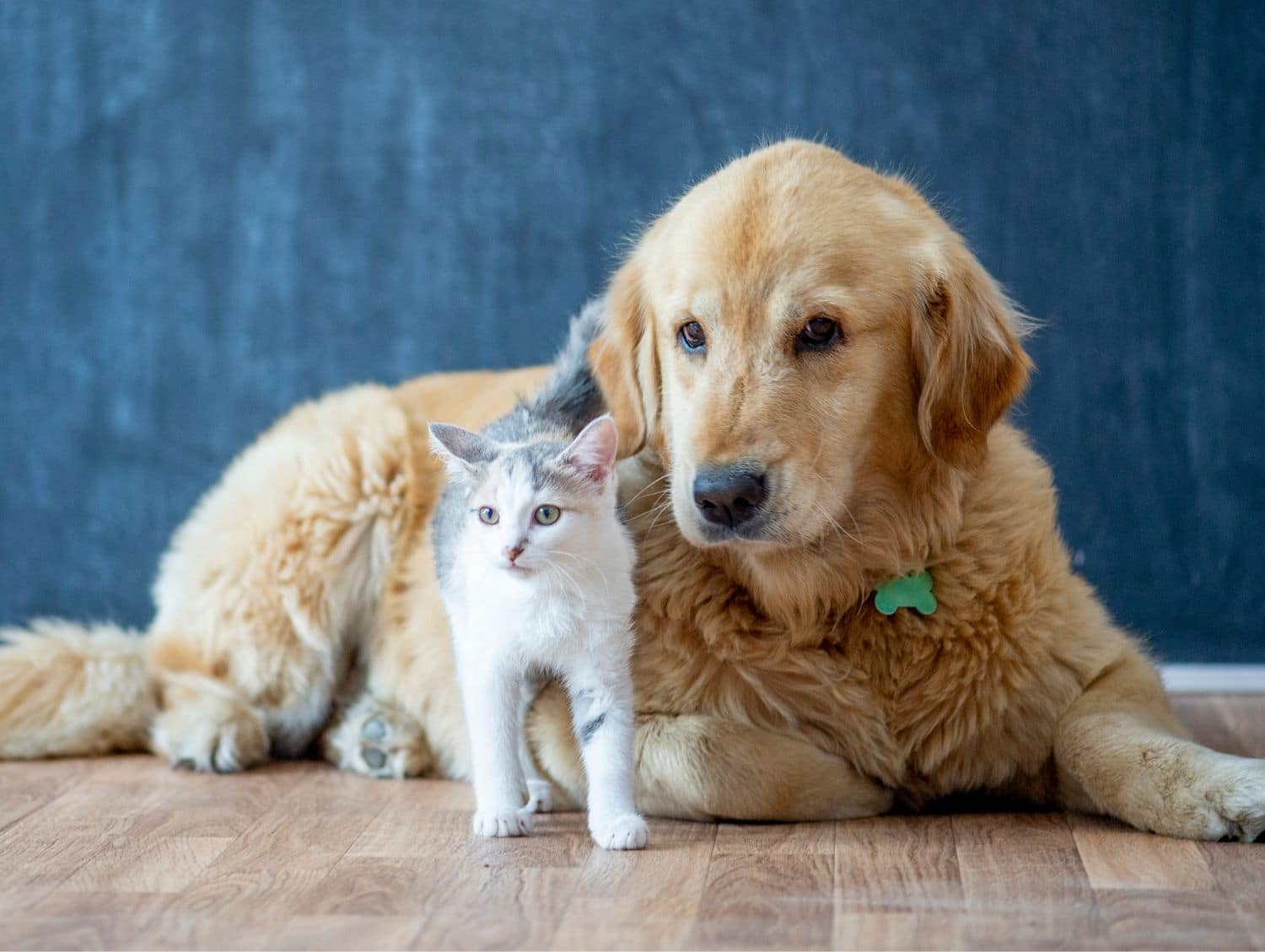 Golden retriever lying beside a kitten indoors