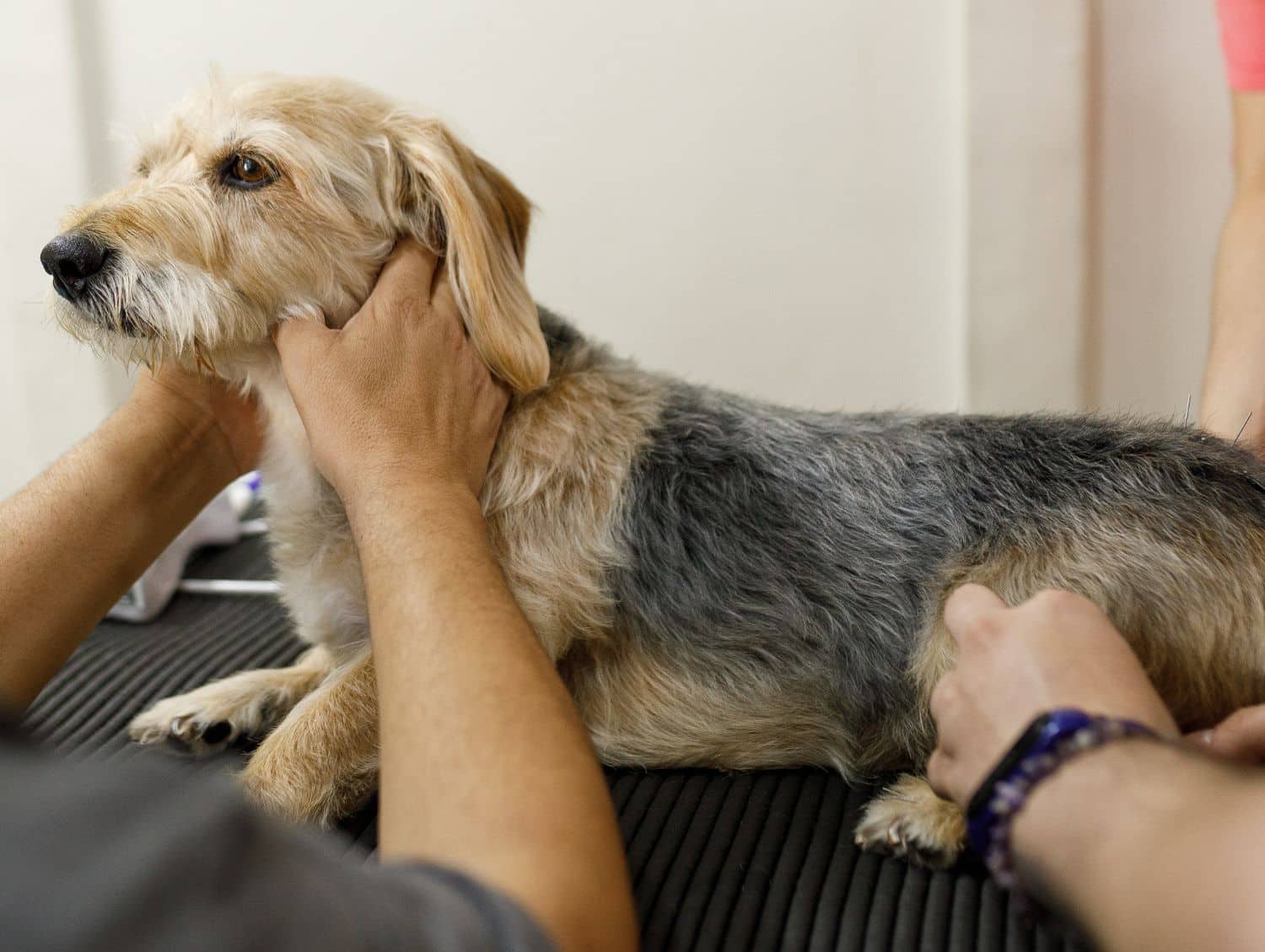 Dog being held while doing acupuncture therapy