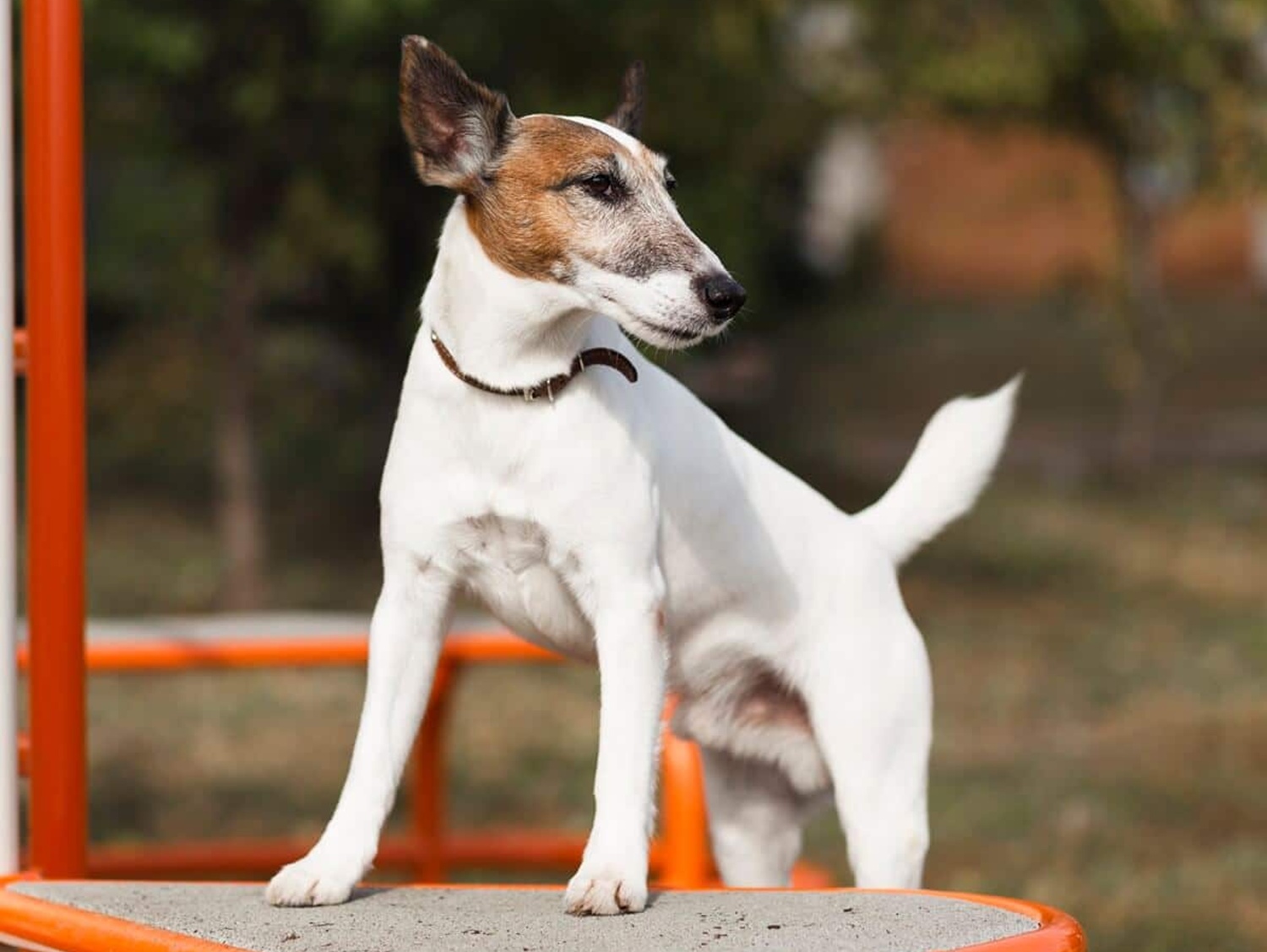Dog at playground