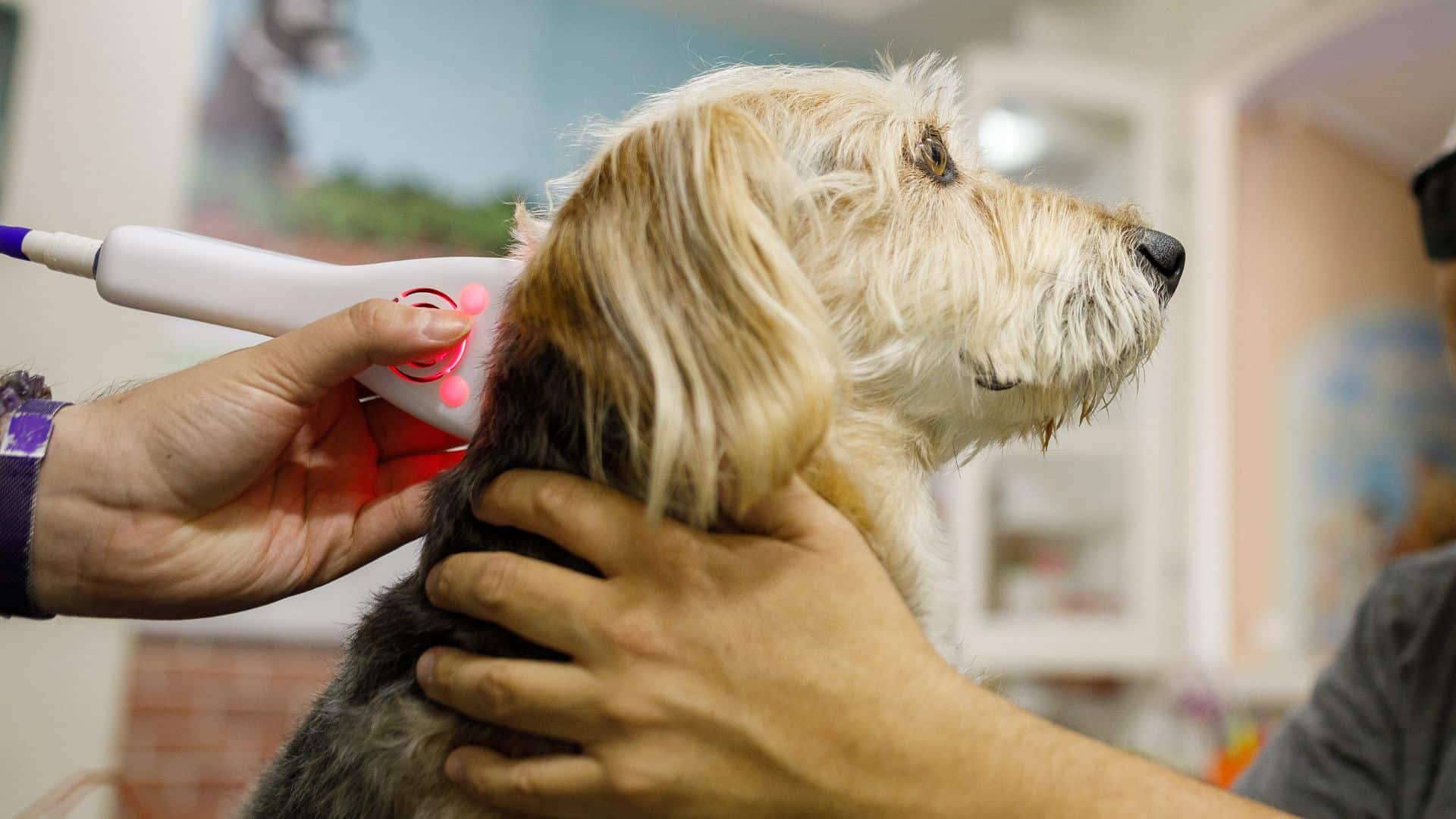 Dog being held while having laser therapy done