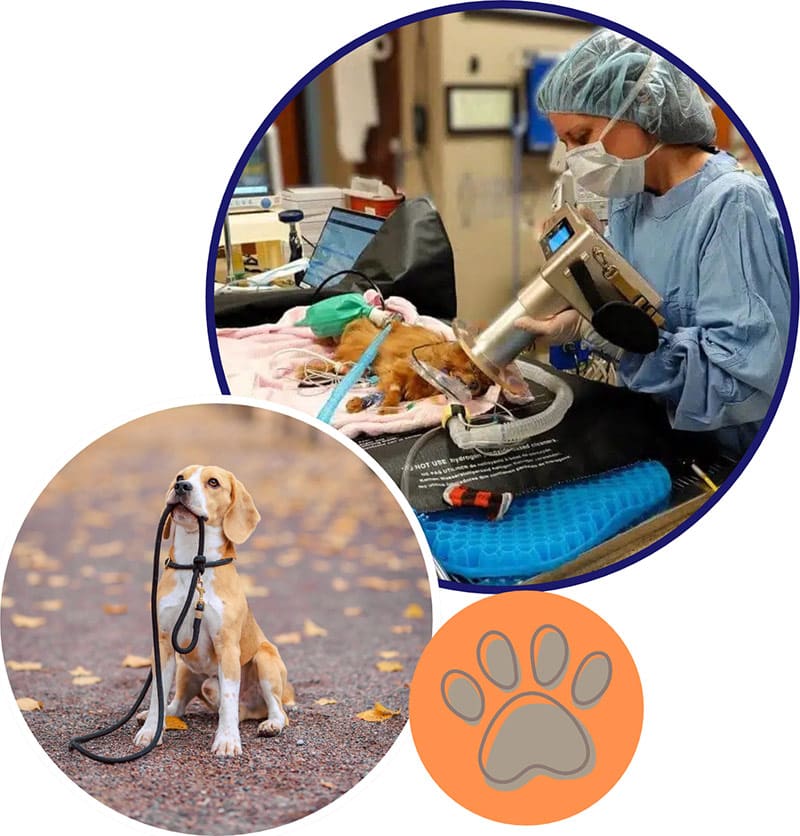 Veterinary professional treating a dog beside a photo of a beagle on a leash and a paw print graphic